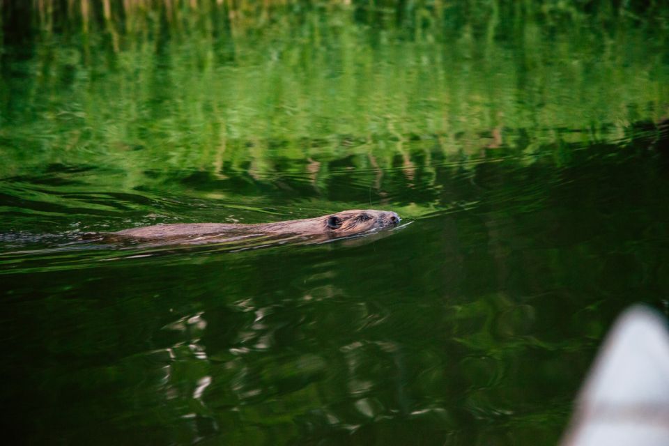 Stockholm: Archipelago Family-Friendly Private Kayaking Tour - Tour Highlights