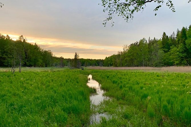 Stockholm Eco-Friendly Sunset Hike And Wildlife Spotting (Apr ) - Enjoy Organic Dining in Nature