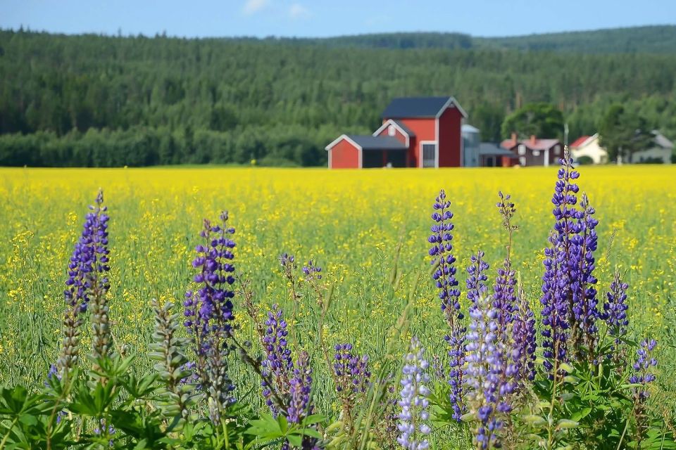 Stockholm: Evening Wildlife Safari With Midsummer Meal - Experience Highlights