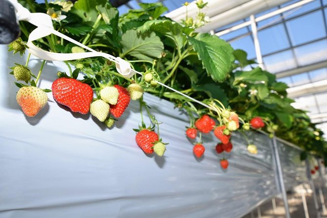 Strawberry Picking and Snow Experience at Mt Fuji Ski Resort for VIP - Unforgettable Strawberry Picking Adventure