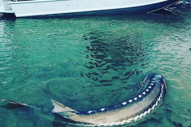 Sturgeon Fishing on the Fraser River - Best Time to Fish