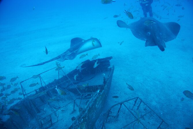 Submarine Tour Tenerife: a 1 Hour Underwater Experience - Pricing and Copyright