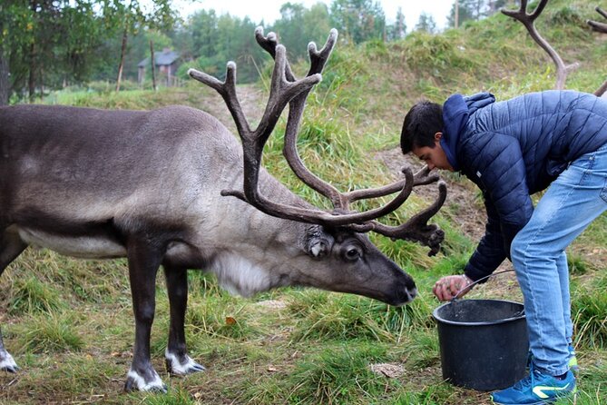 Summer Traditional Reindeer Farm Tour in Rovaniemi - Booking Information