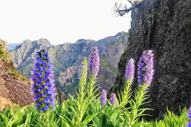 Sunrise Guided Hike PR1 Pico Do Areeiro Pico Ruivo Small Group - Experience Pico Ruivo Summit