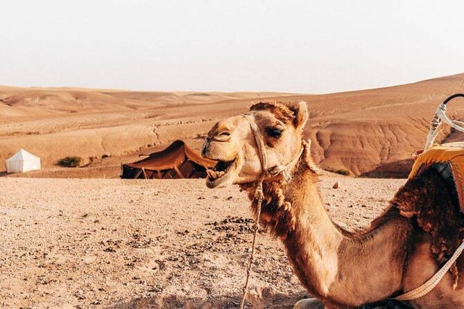 Sunset Camel Ride Experience at the Agafay Rocky Desert. - Inclusions and Duration Details