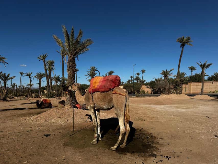 Sunset Camel Ride Trip at Palm Grove Marrakech With Dinner - Culinary Experience