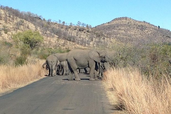 Sunset Safari With Open Top Vehicle in Pilanesberg National Park - Open-Top Vehicle Benefits