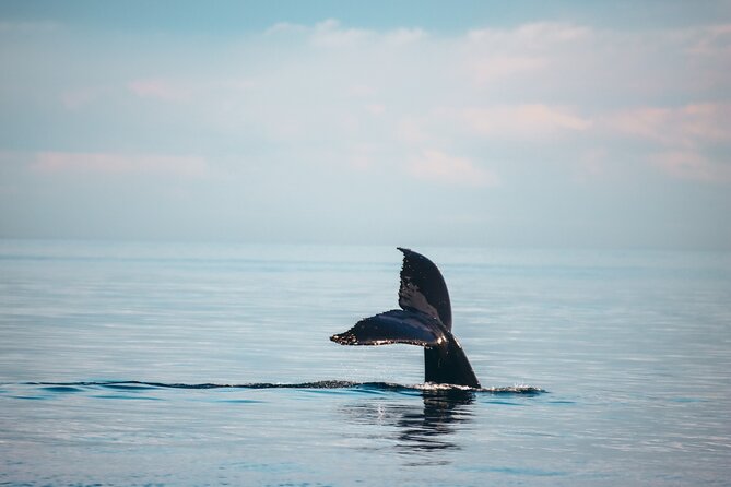 Sunset Whale Watching Adventure From Vancouver - Customer Testimonials