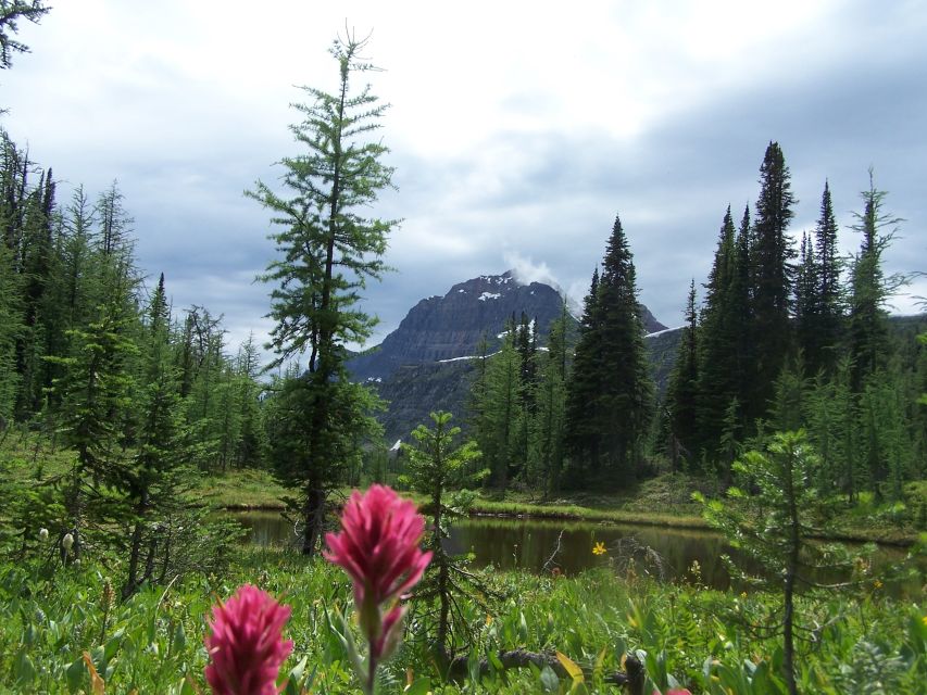 Sunshine Meadows Daily Guided Hike With Gondola