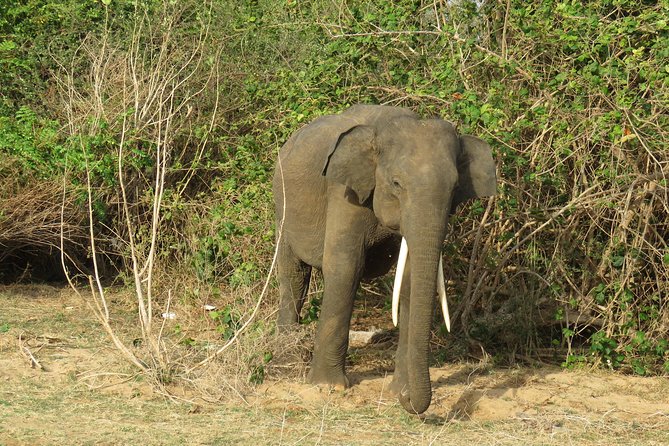 Super Luxury Jeep Safari at Yala National Park - Inclusions and Services