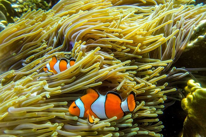 Surin Islands- Early Bird Snorkeltour From Khao Lak in English, French, German, Italian - Booking Information Overview