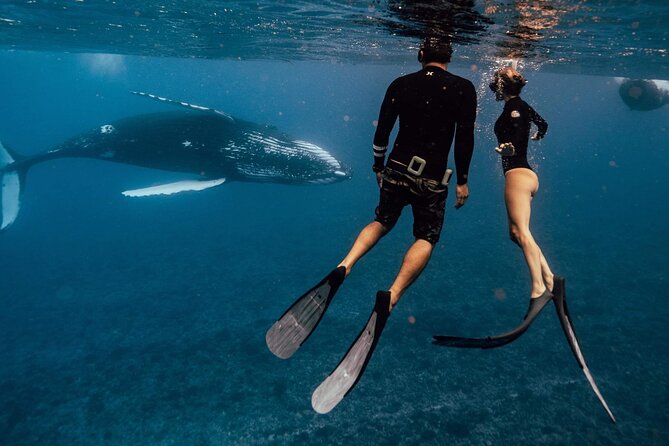 Swim With Humpback Whales - Cancellation Policy