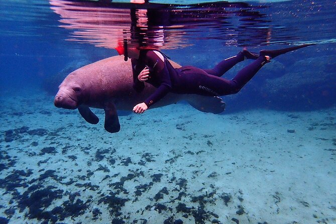 Swim With Manatees In Crystal River, Florida - Positive Feedback and Recommendations