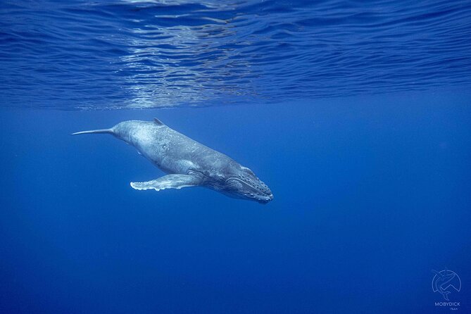 Swim With Whales, on the Preserved and Quiet Coast of Paea and Papara (27km From Ppt) - Ideal Time for Whale Watching