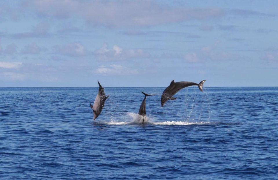 Swimming With Dolphins in Terceira Island - Experience