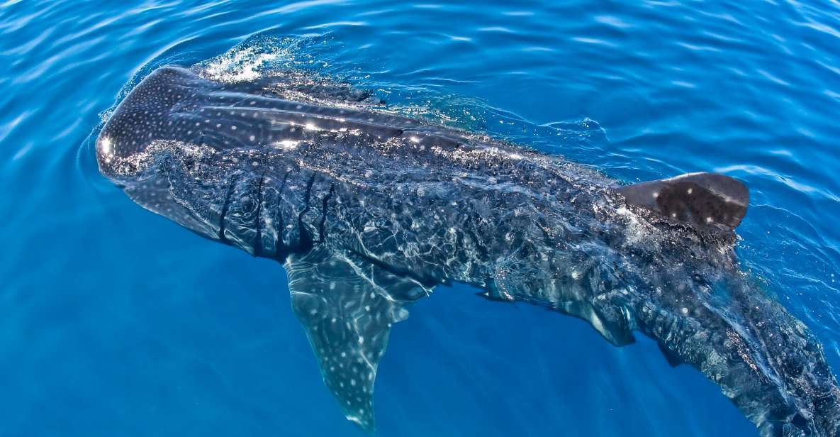 Swimming With Whale Sharks in Cancun - Experience Highlights