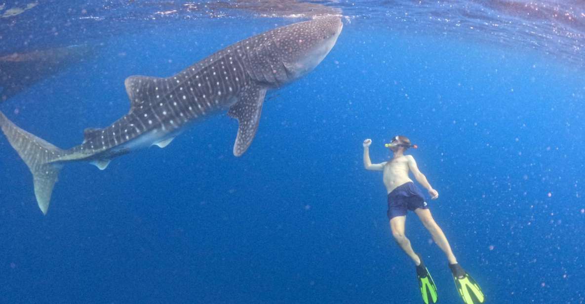Swimming With Whale Sharks in Sumbawa - Best Time to Visit Sumbawa