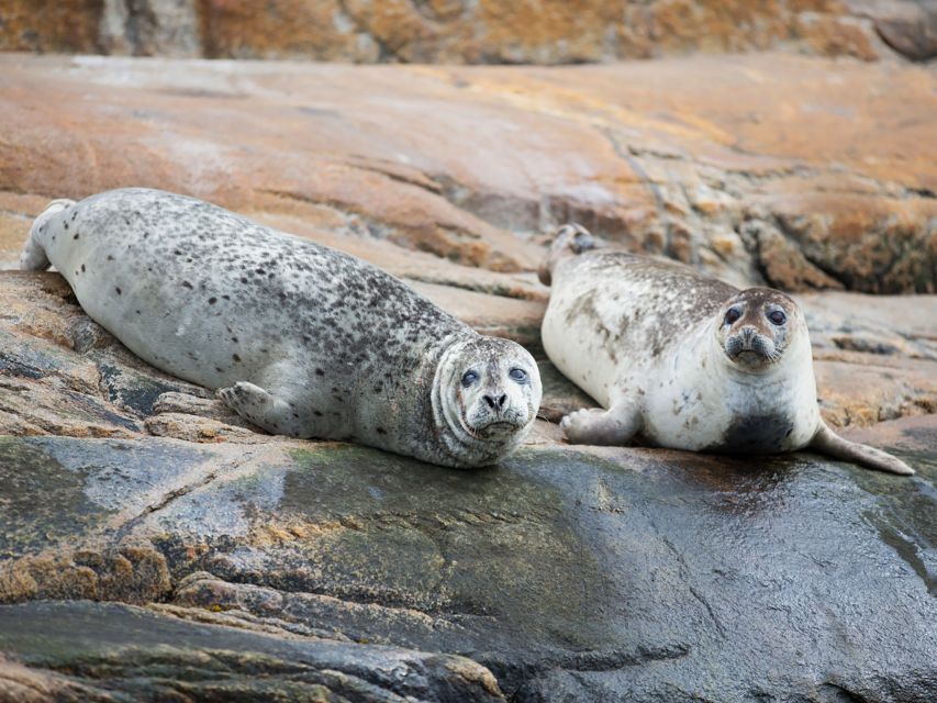 Tadoussac/Baie-Ste-Catherine: Whale Watch Zodiac Boat Tour - Experience Highlights