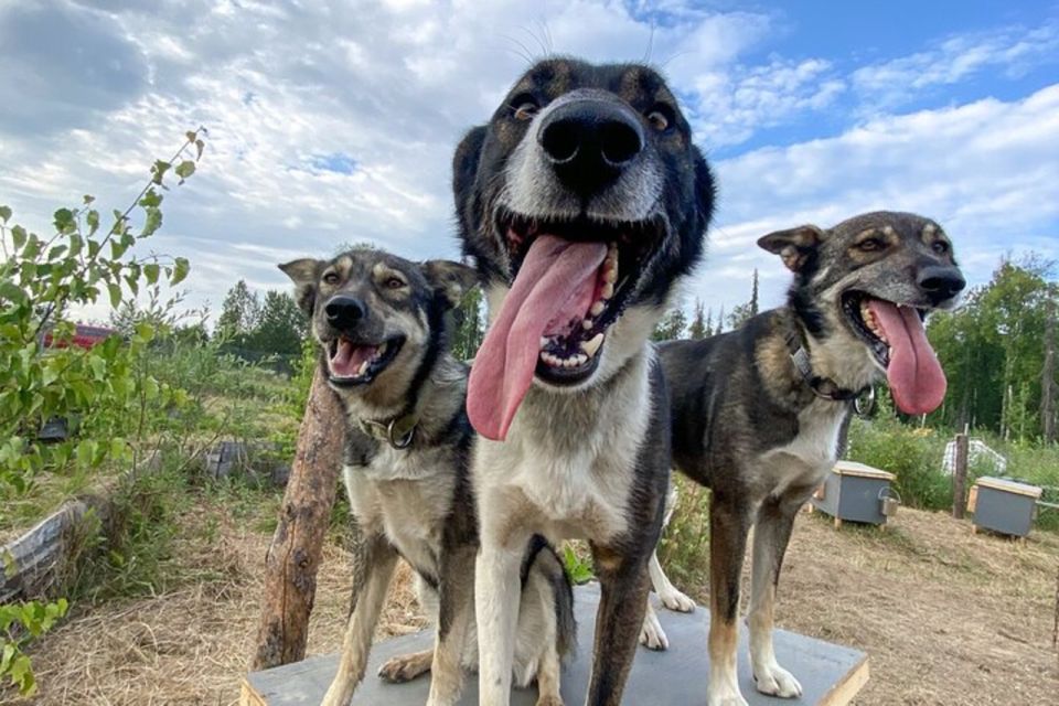 Talkeetna: Summer Sled Dog Kennel Tour - Location and Pricing Information