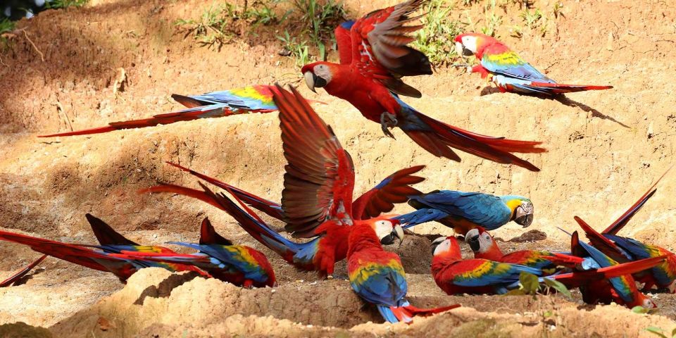 Tambopata: Cayman Safari Macaw Clay Lick 2-Days - Experience Highlights