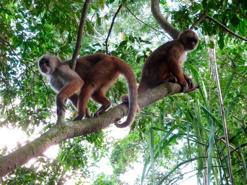 Tambopata: Lake Sandoval and Cayman Safari 2-days - Experience and Activities