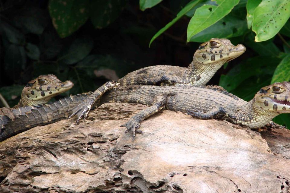 Tambopata: Lake Sandoval Canoeing With Lunch - Important Information