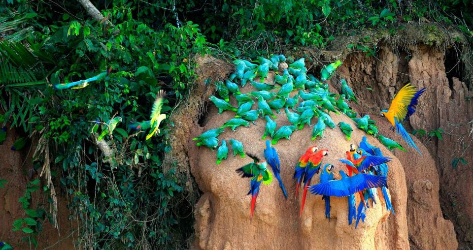 Tambopata Macaw Clay Lick 3 Days/1 Nights - Wildlife Encounters