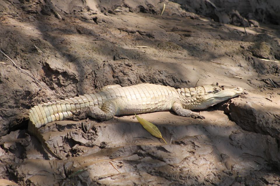 Tambopata Peruvian Amazon Jungle for Three Days/Two Nights - Activities