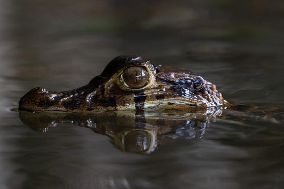 Tambopata: Search for Caimans in the Amazon Night Tour - Experience Highlights