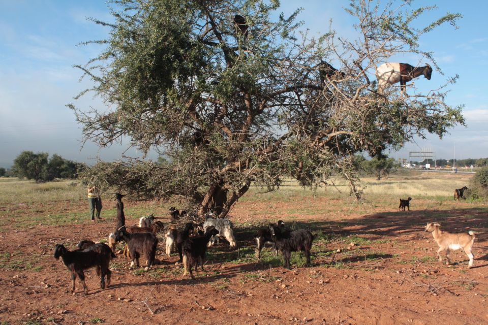 Taroudant and Tiout Oasis Trip With Lunch - Experience Highlights