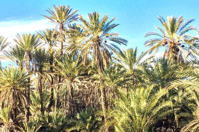 Taroudant the Berber City the Oasis of Tiout Village - Tiout Village: A Serene Oasis