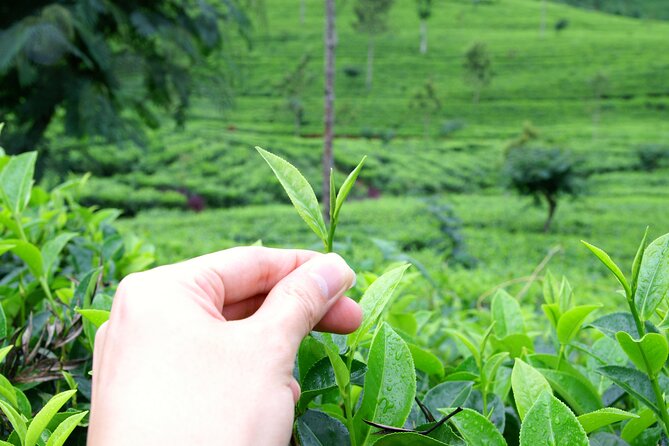 Tea Plantation Tour in Ella, Sri Lanka - Reviews and Testimonials