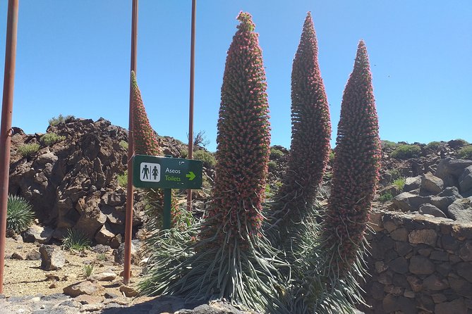 Teide National Park Small-Group Hiking Tour  - Tenerife - Meeting and Pickup Details