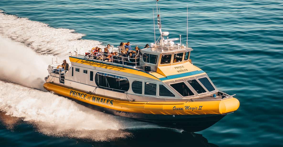 Telegraph Cove: Half-Day Whale Watching Tour - Experience Highlights