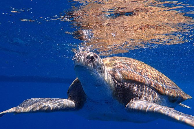 Tenerife Callao Salvaje Small-Group Snorkeling Tour - Equipment and Safety