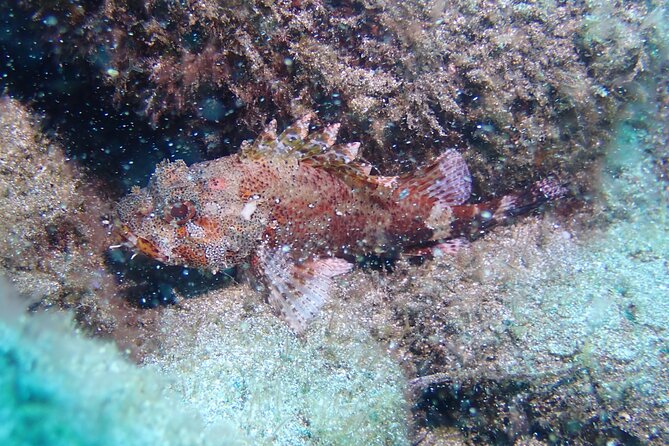 Tenerife Diving Course for Beginners With Two Dives - Instructor Expertise