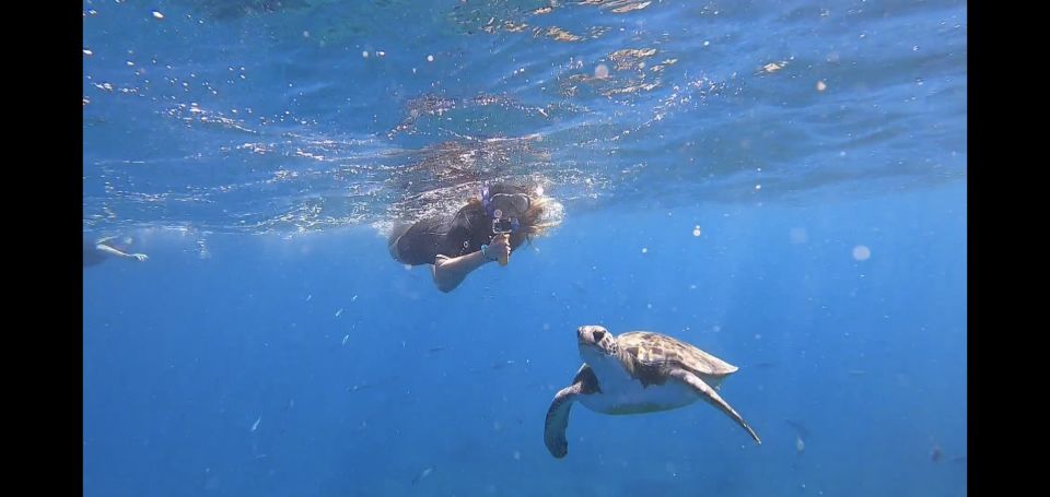 Tenerife: Snorkeling Trip in a Turtle Habitat - Experience Highlights