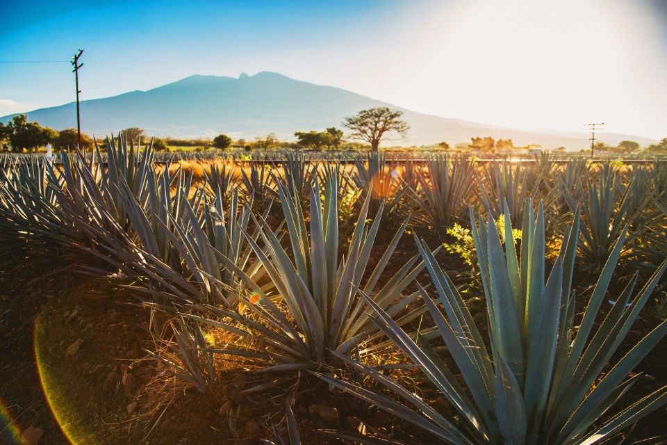 Tequila, Jalisco, and Toriles From Puerto Vallarta - Logistics and Booking Details