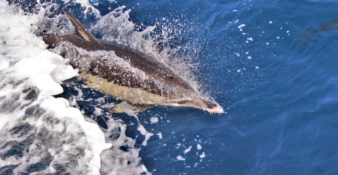 Terceira: Boat Tour and Swimming With Dolphins - Experience Highlights