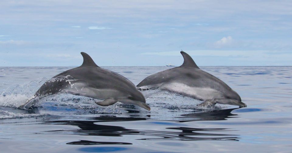 Terceira Island : Whale and Dolphin Watching Boat Excursion - Responsible Whale and Dolphin Watching