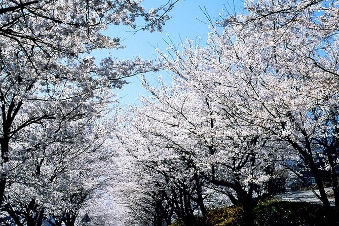 The Beauty of the Korea Cherry Blossom Discover 11days 10nights - Cherry Blossom Itinerary Highlights