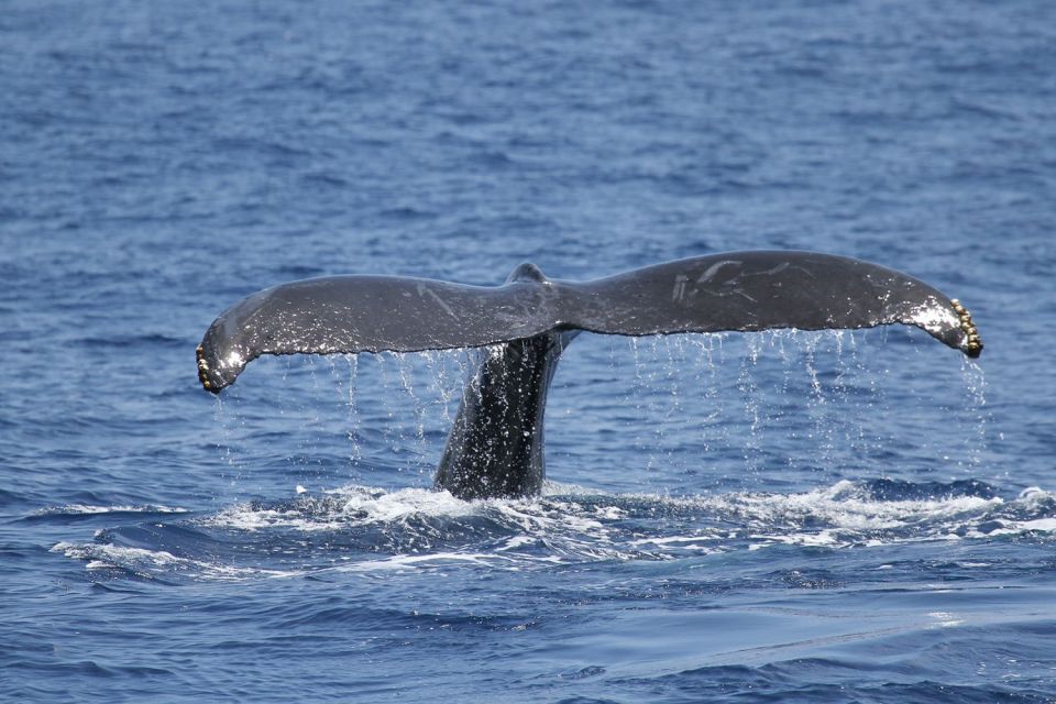 The BEST Oahu Cruises & Boat Tours - Sunset Cruises Spectaculars