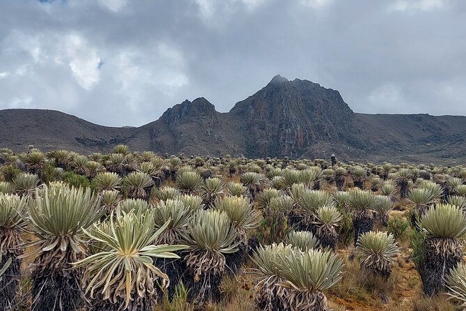 The Biggest Paramo on Earth: Sumapaz - Biodiversity in Sumapaz Paramo