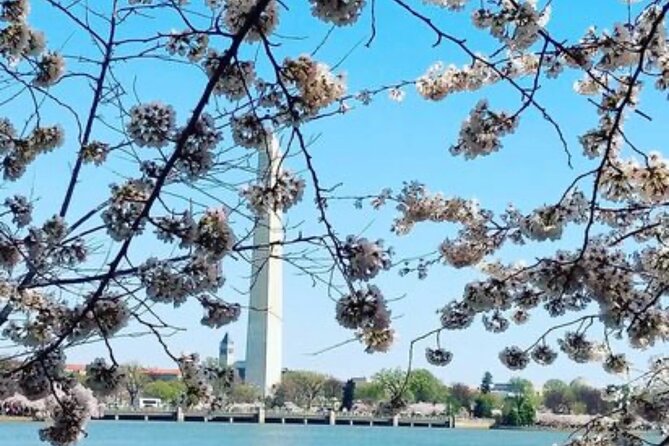 The DC Cherry Blossom Tour - Tour Highlights