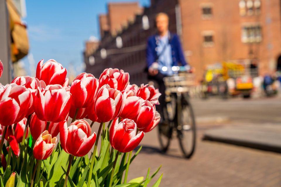 The Hague: Express Walk With a Local in 60 Minutes - Experience Highlights