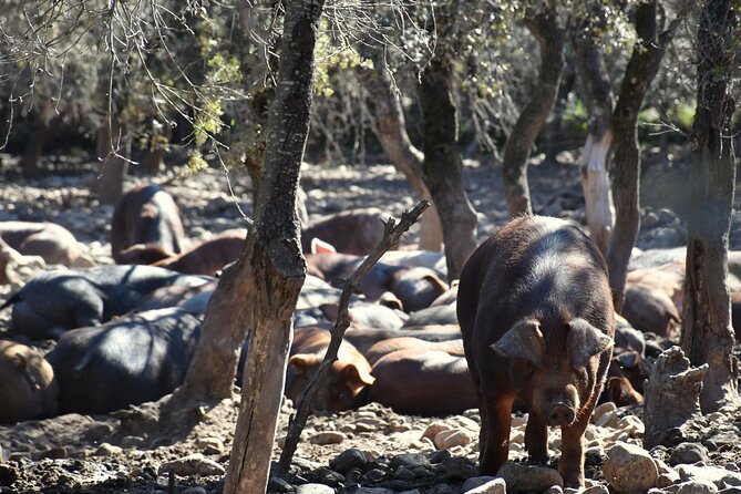 The La Rioja Iberian Ham Experience - Logistics and Accessibility