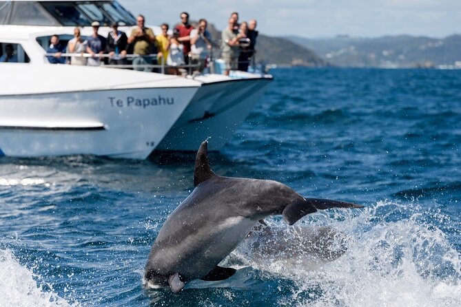 The Original Full Day Bay of Islands Cruise With Dolphins - Contact Information