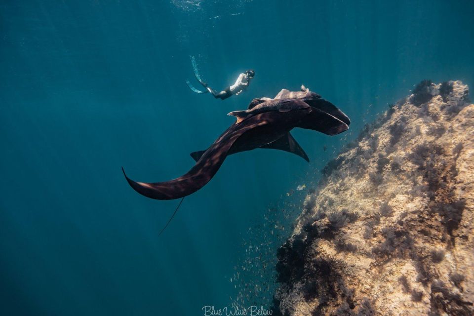 The Window: Manta Ray Dive at La Reina - Explore Underwater Wonders