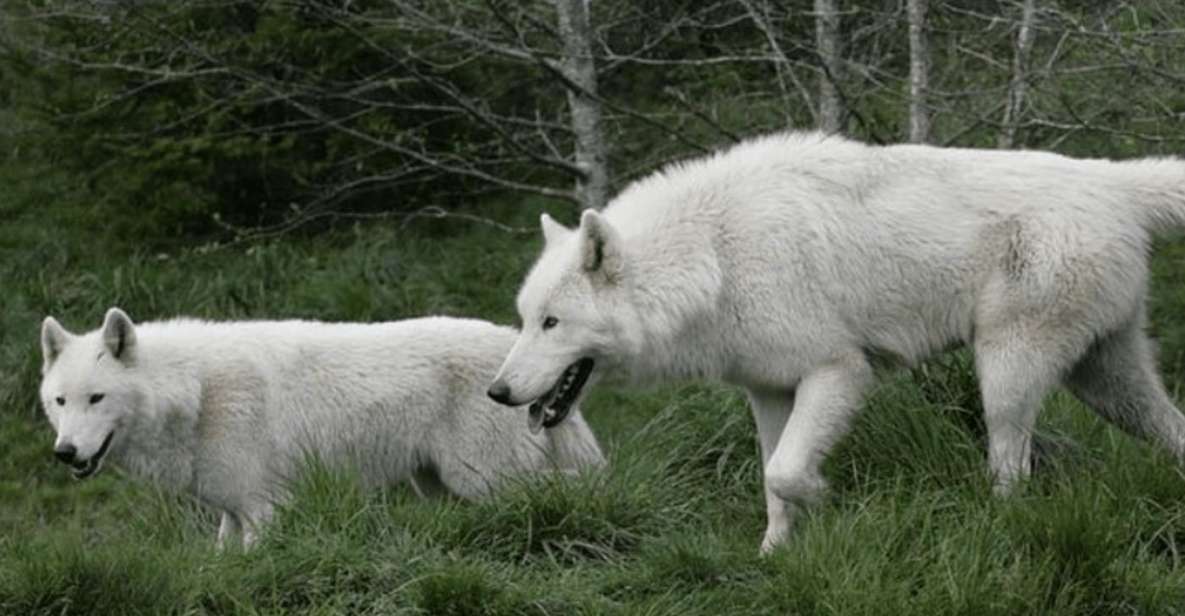 Tidewater: White Wolf Sanctuary Tour and Presentation - Location & Accessibility