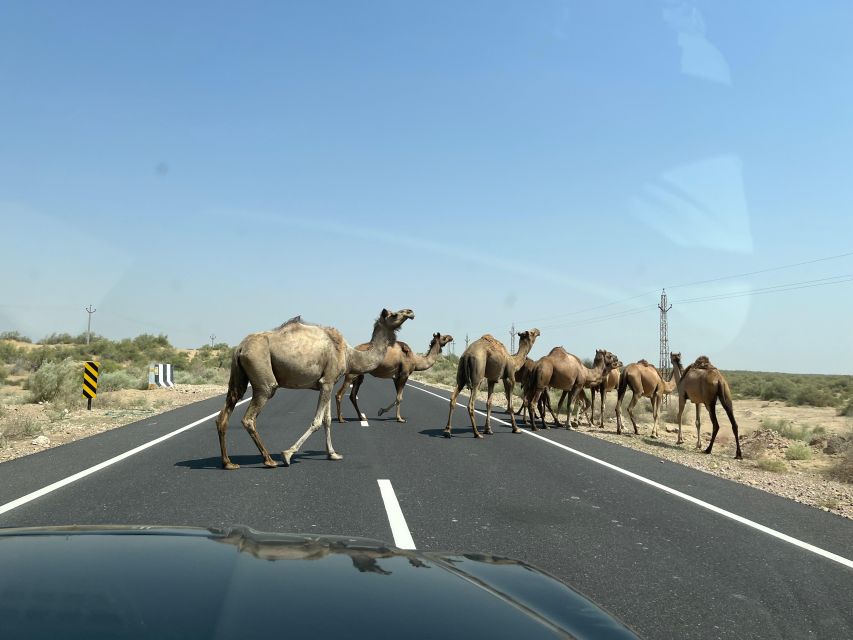 Tokyo Desert Safari Overnight Thar Desert Experience - Inclusions